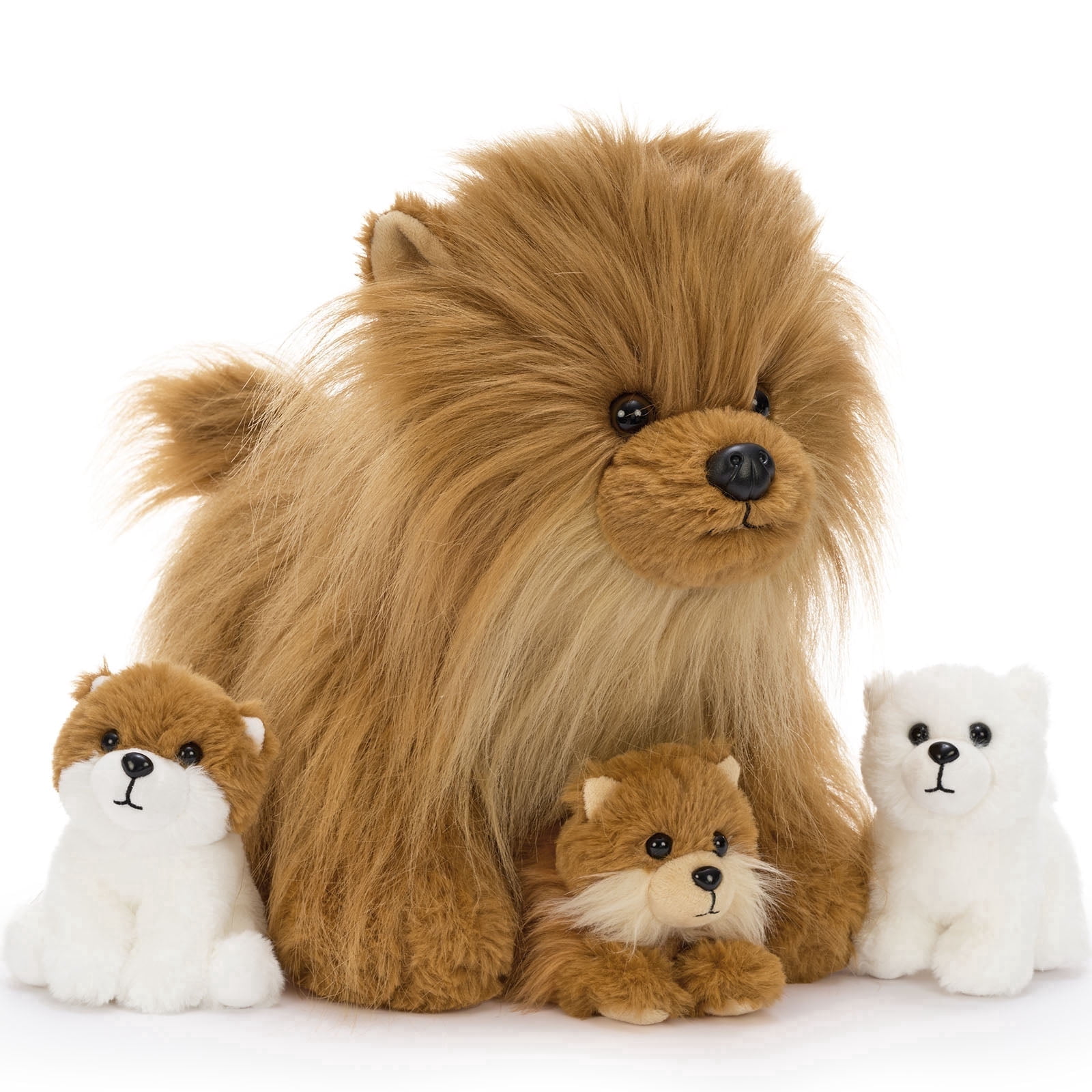 Brown-Pomeranian