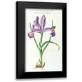 thumbnail image 1 of Morison, Robert 10x14 Black Modern Framed Museum Art Print Titled - Iris Bulbosa Luteo, 1 of 5