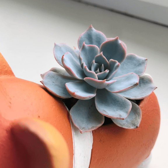 Morning Beauty, Echeveria Subsessilis, Rosette Succulent, Blue Plant, Live Plant in 2'' Pot