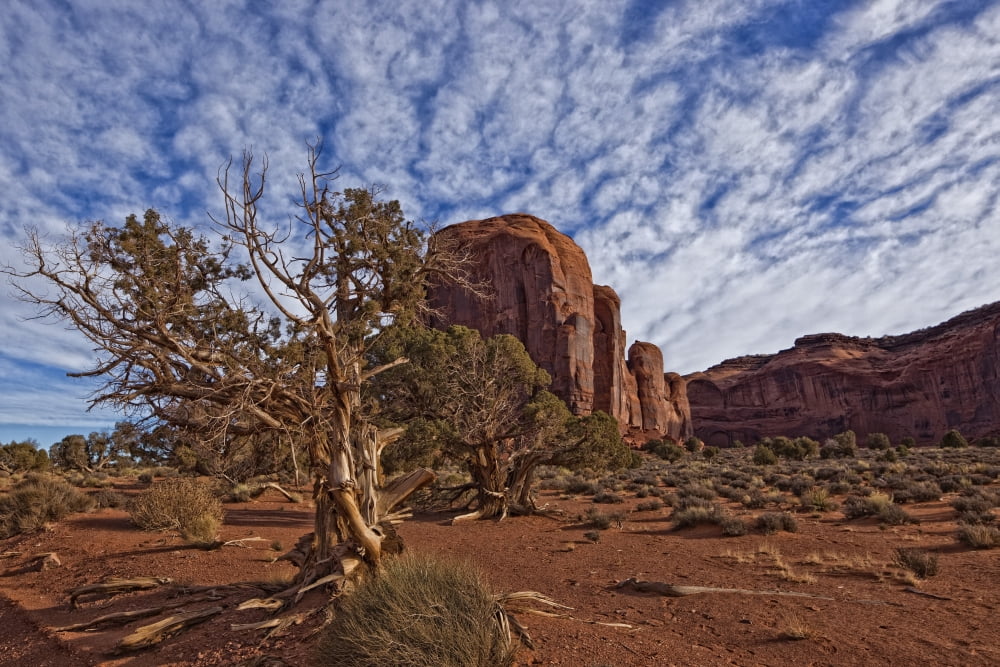 Morning Clouds Over Monument Valley And Tree Arizona Canvas Art - Robert Postma Design Pics (17 x 11)