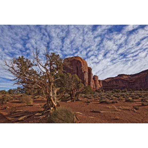 Morning Clouds Over Monument Valley And Tree Arizona Canvas Art - Robert Postma Design Pics (17 x 11)