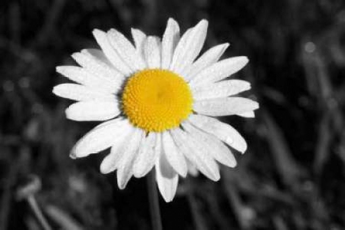 Morning Daisy I Canvas Art - Vitaly Geyman (24 x 36)
