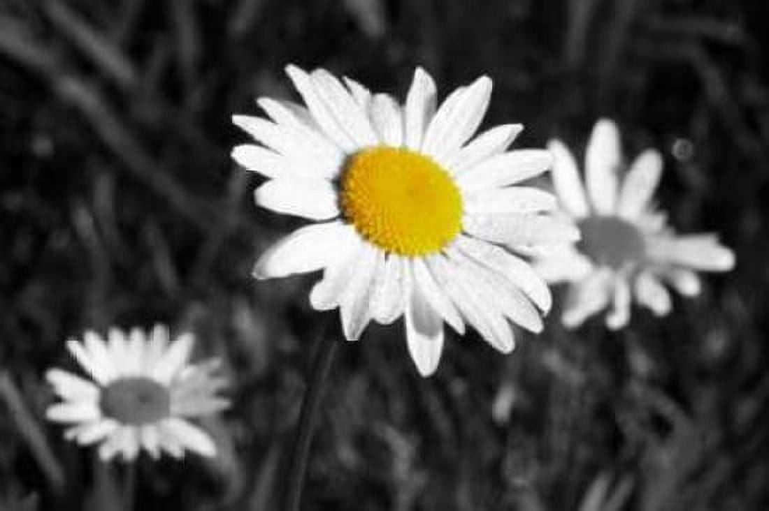 Morning Daisy II Canvas Art - Vitaly Geyman (24 x 36)