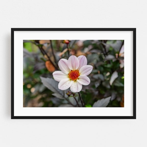 Morning Dew on an Autumn Flower - Pennsylvania Photography Floral Flowers Nature Botanical Garden Summer Scenic Black Framed Wall Art Print 12 x 18 inches