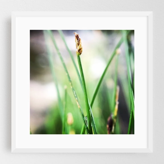Morning Dew on Blade of Grass - Ferrisburgh Vermont Photography Nature Botanical Minimalist Floral Scenic Abstract Summer White Framed Wall Art Print 10 x 10 inches