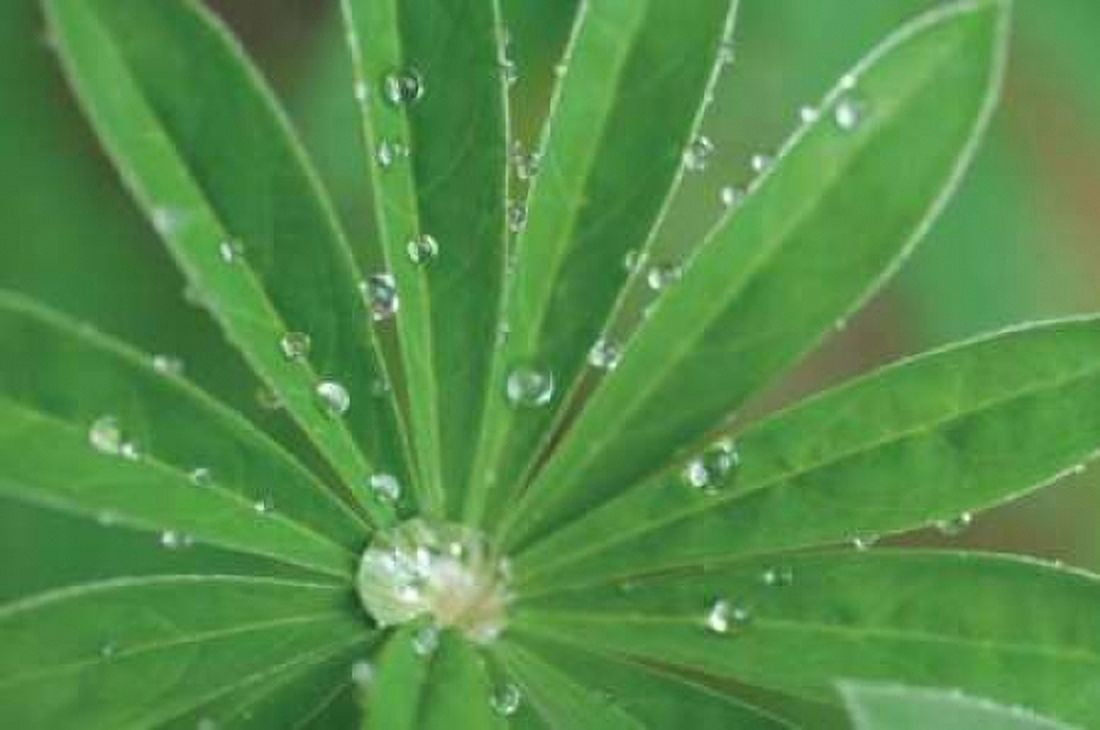 Morning Dew I Canvas Art - Erin Berzel (24 x 36)