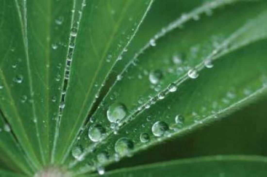 Morning Dew II Canvas Art - Erin Berzel (24 x 36)