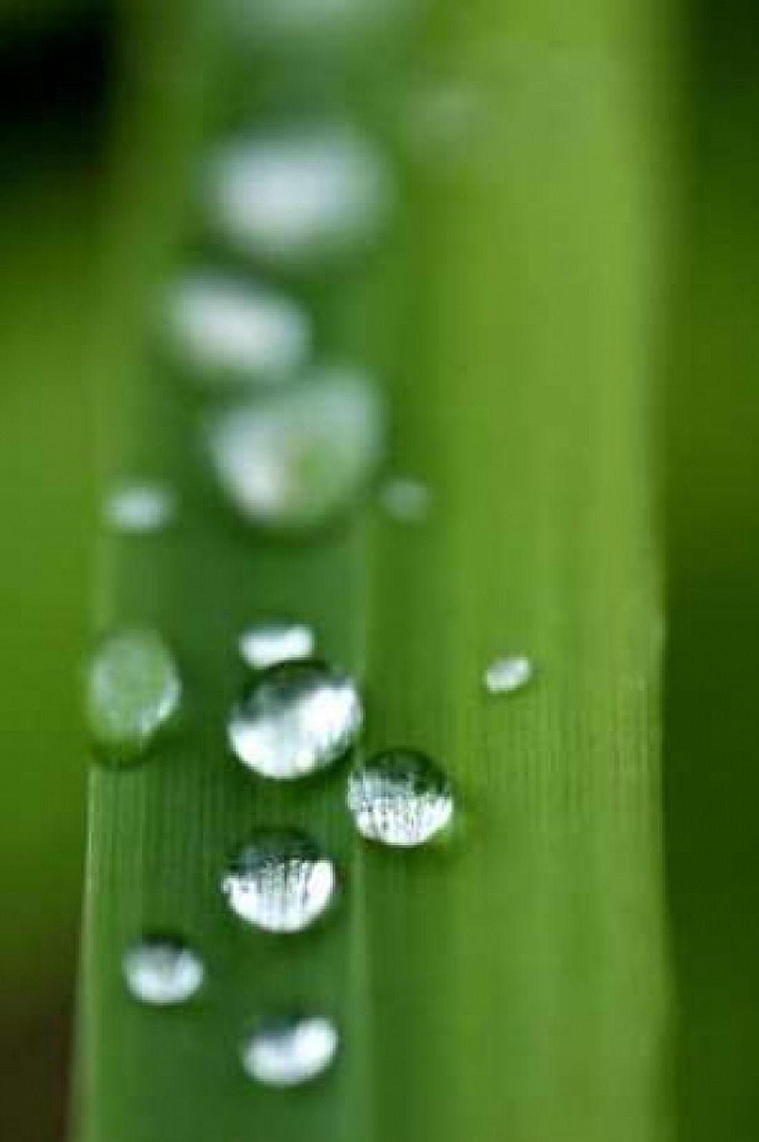 Morning Dew III Canvas Art - Erin Berzel (24 x 36)