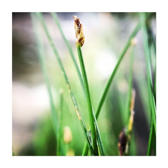 Morning Dew on Blade of Grass - Ferrisburgh Vermont Photography Unframed Wall Art Print 12 x 12 inches