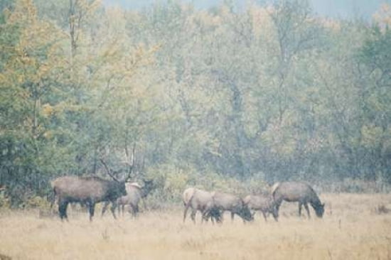 Morning Elk Canvas Art - Roberta Murray (24 x 36)