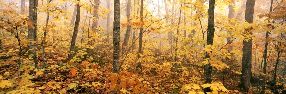 Morning Fog La Mauricie National Park Quebec Canvas Art - Ron Watts Design Pics (26 x 8)