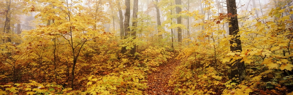 Morning Fog La Mauricie National Park Quebec Canvas Art - Ron Watts Design Pics (26 x 8)