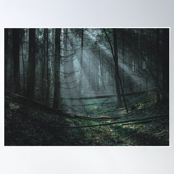 Morning Forest Poster Wall Art, Modern Wall Decor, 8x12 UNFRAMED