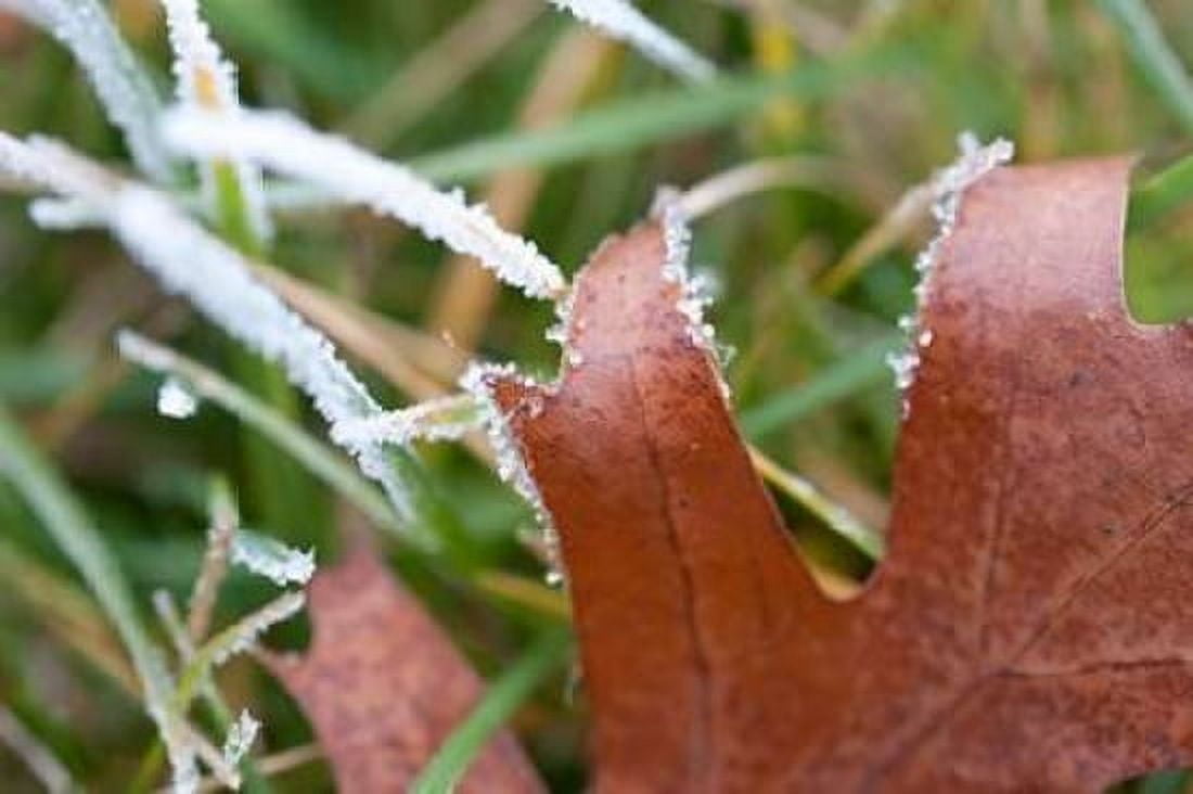 Morning Frost I Canvas Art - Erin Berzel (12 x 18)