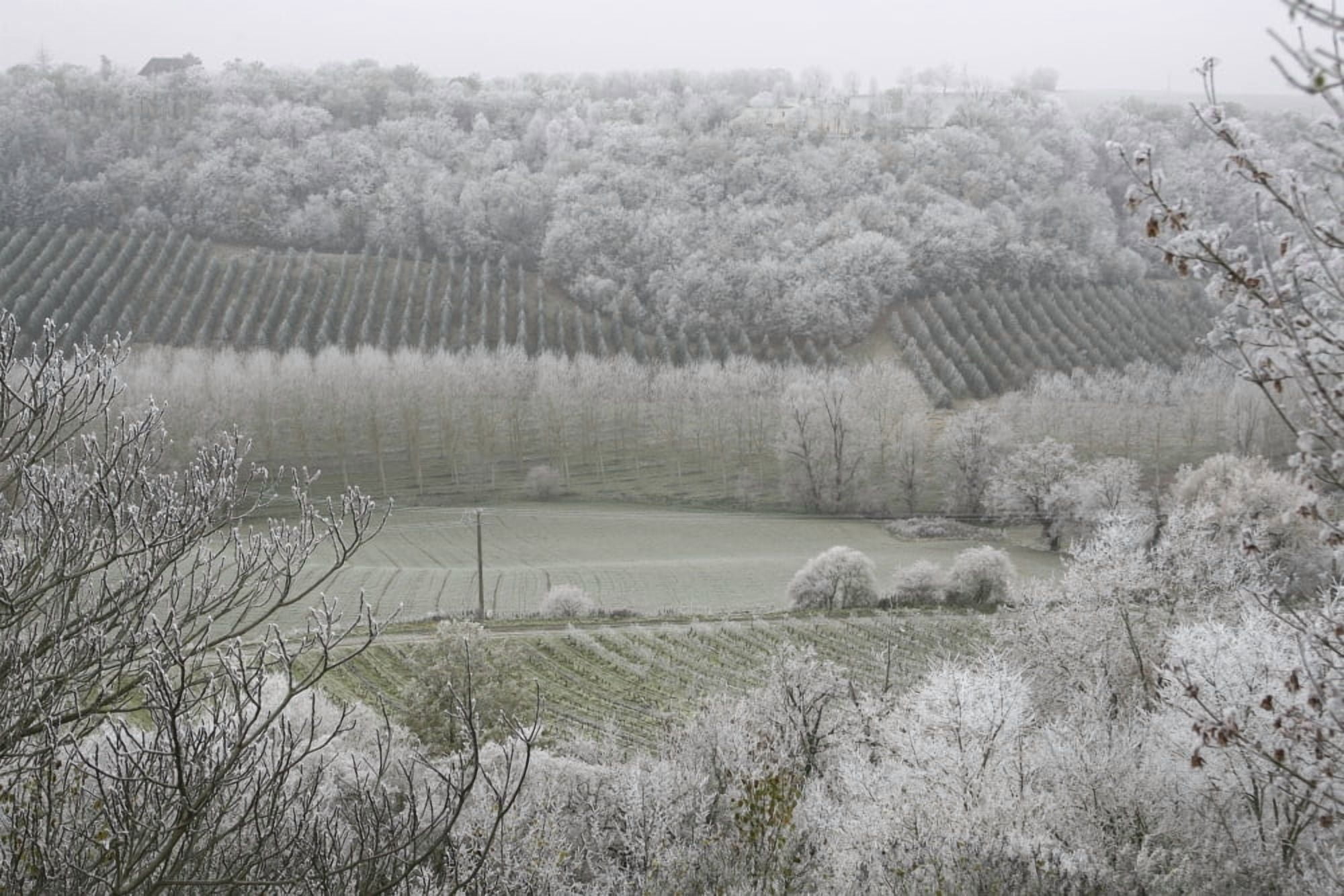 Morning Frost In December At Castelnau-Montratier Canvas Art - Paul Quayle Design Pics (34 x 22)