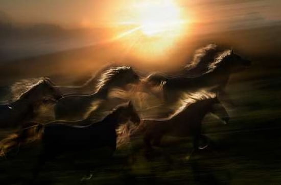 Morning Gallop Canvas Art - Milan Malovrh (12 x 18)