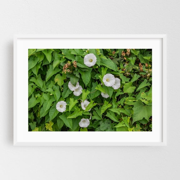 Morning Glory Blooms in Halifax PA - Halifax Pennsylvania Photography Flowers Botanical Garden Floral Nature Summer White Framed Wall Art Print 5 x 7 inches