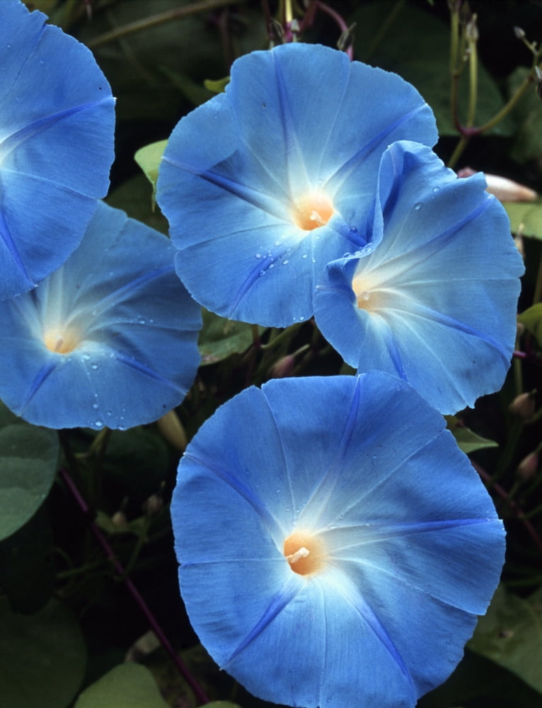Morning Glory Canvas Art - Doug Ohman (12 x 18)