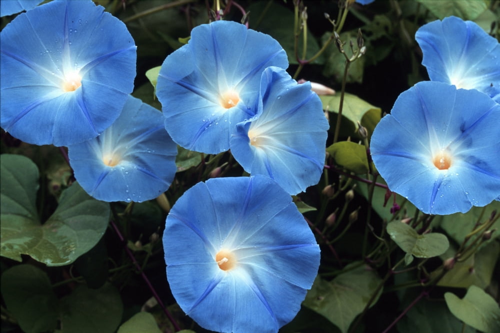 Morning Glory Canvas Art - Doug Ohman (24 x 16)