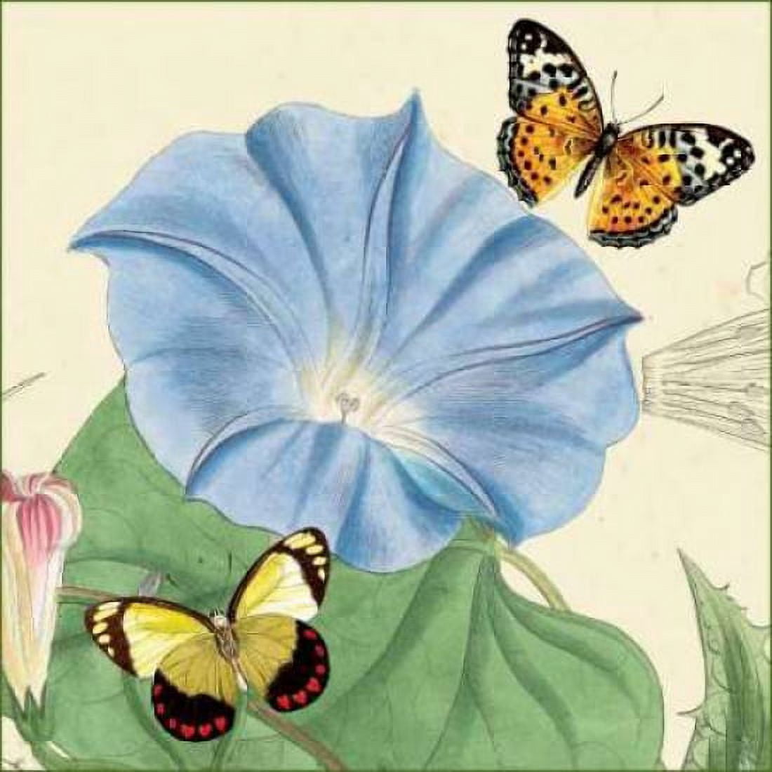 Morning Glory Canvas Art - Louis van Houtte (24 x 24)