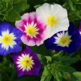 thumbnail image 1 of Morning Glory DWARF Mixed Colors Blue Purple+ Container Garden Non-GMO 50 Seeds!, 1 of 1