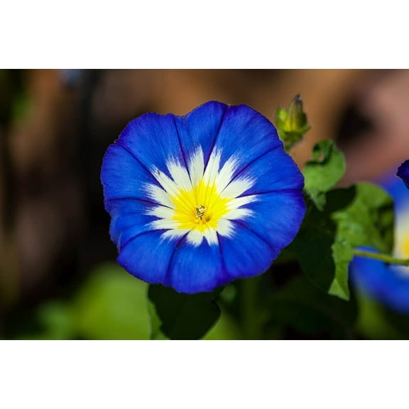 Morning Glory Ensign Roya Blue Seeds | 100 Seeds to Plant | Beautiful Flowering Vine