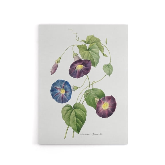 Morning Glory Floral Redoute Vintage Canvas Wall Art 18X24"