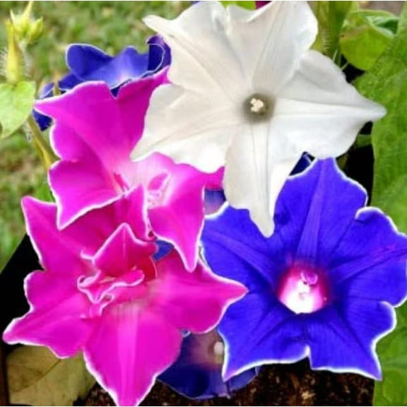 CZ Grain Morning 100 Glory Climbing Vine Plant Seeds, Kikyo-Zaki Mix