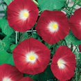 thumbnail image 2 of 100+ Morning Glory Vine Seeds – Mixed Colors, Heirloom, Non-GMO, Ipomoea – Easy To Grow 2 of 2