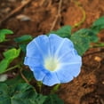 Heavenly Blue Morning Glory Seeds - Ipomoea - Bulk 1oz (Approx. 1,200 Seeds) - Untreated