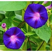 Morning Glory Grandpa Ott Nice Garden Flower by Seed Kingdom 1,500 Seeds