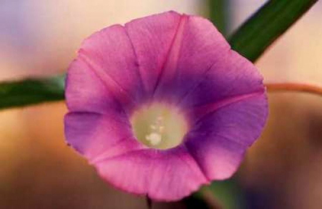 Morning Glory I Canvas Art - Bob Stefko (12 x 18)