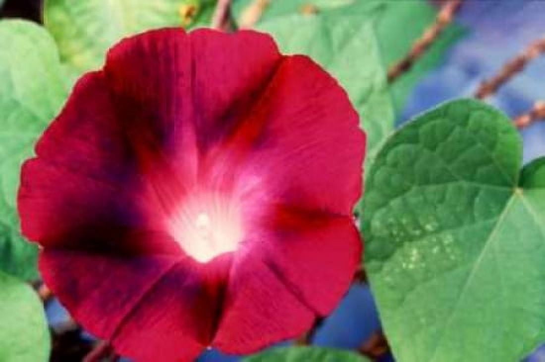 Morning Glory II Canvas Art - Bob Stefko (12 x 18)