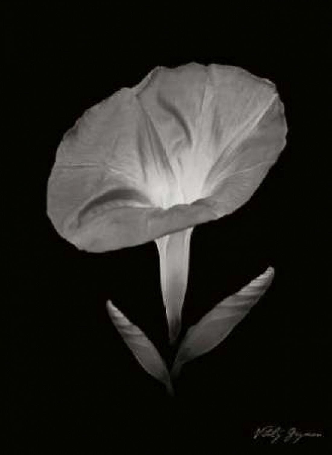 Morning Glory II Canvas Art - Vitaly Geyman (18 x 24)