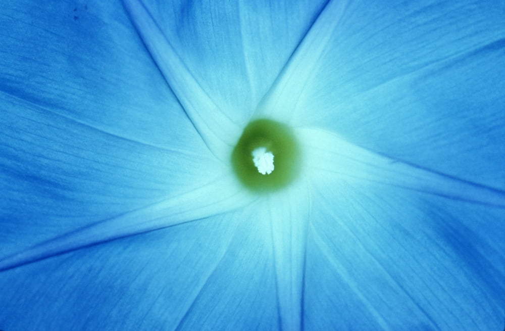 Morning Glory (Ipomoea Trichocarpa) Close Up Canvas Art - Mike Grandmaison Design Pics (34 x 22)