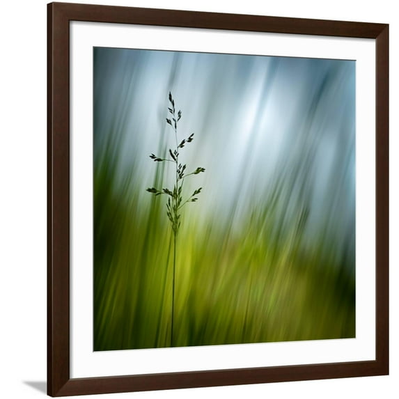 Art.com Morning Grass Photographic Print by Ursula Abresch, Brown Frame Wall Art, 38" x 38"