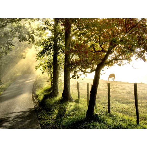 Morning Graze II Poster Print - Danny Head (24 x 18)