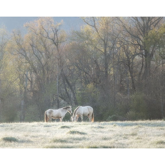 Morning Graze Poster Print - Danny Head (36 x 24)