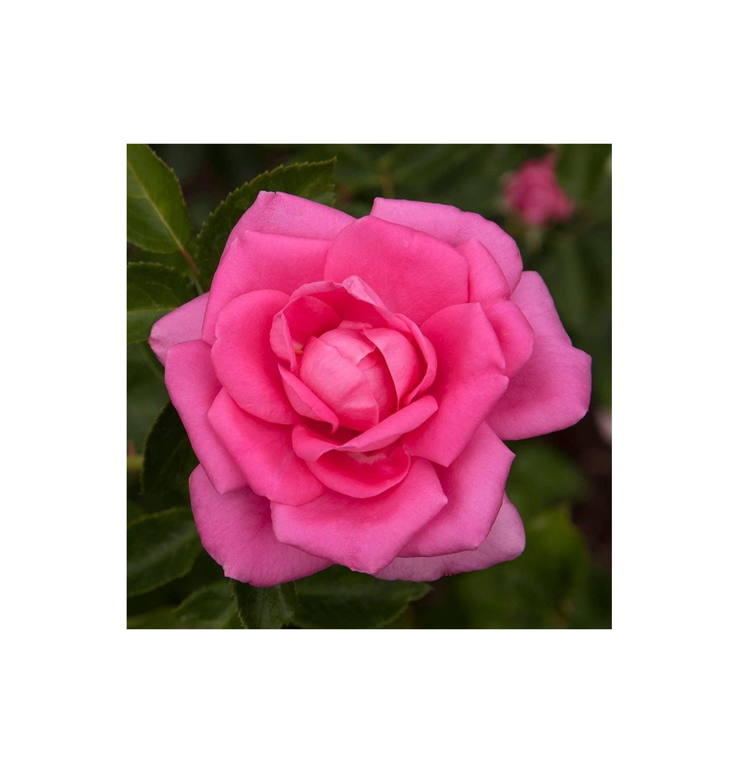 Morning Jewel Climbing Rose by GnHoCh Climbing Rose Bushes Ready to