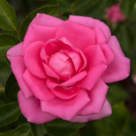 Heirloom Roses 10'-11' Bright Pink Climbing Rose Live Plants in 1 Gallon gal (2 Count)