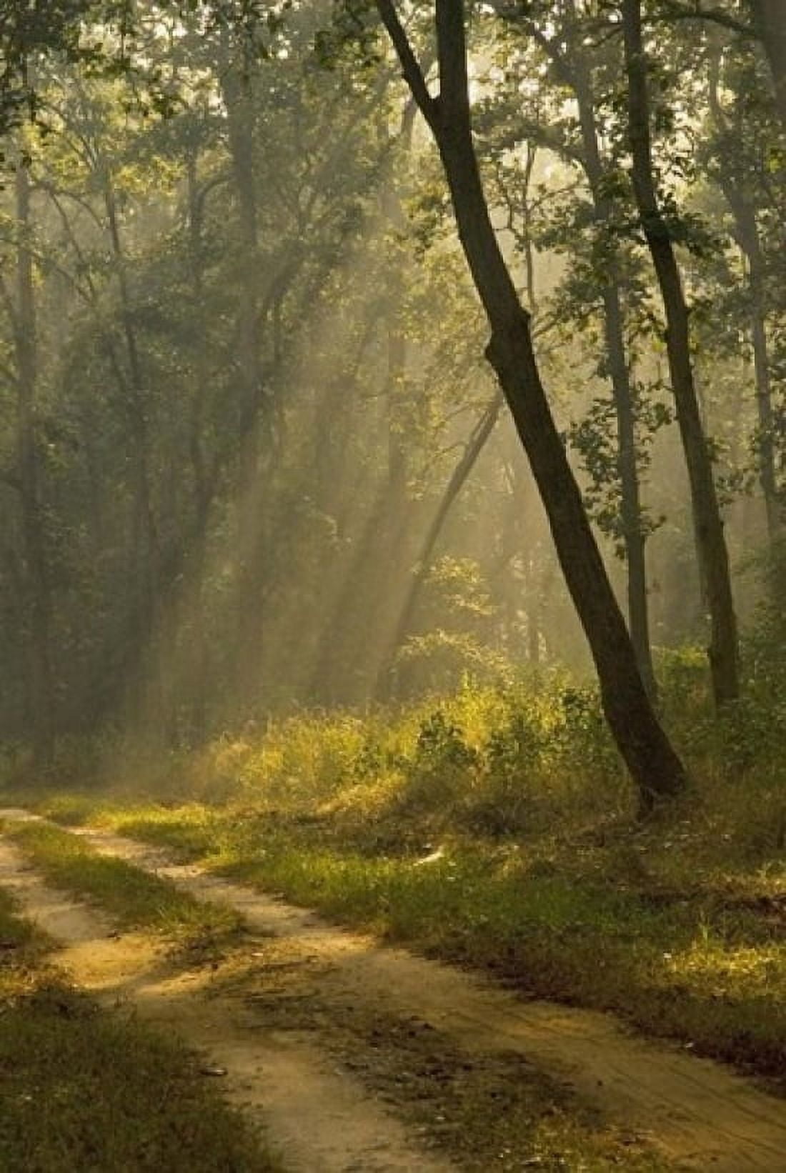 Morning Light Kanha National Park India Canvas Art - Jan & Stoney Edwards DanitaDelimont (24 x 36)