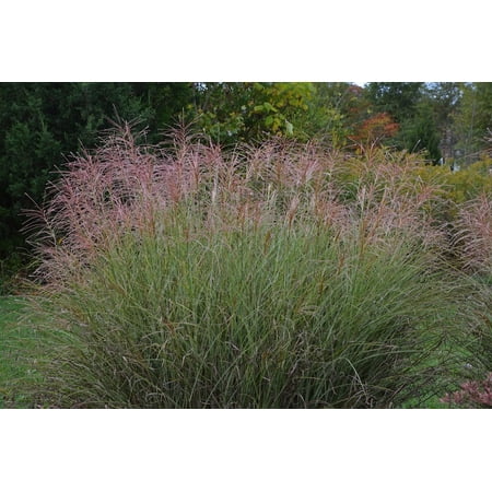 Morning Light Maiden Grass Perennial - Miscanthus - Quart Pot