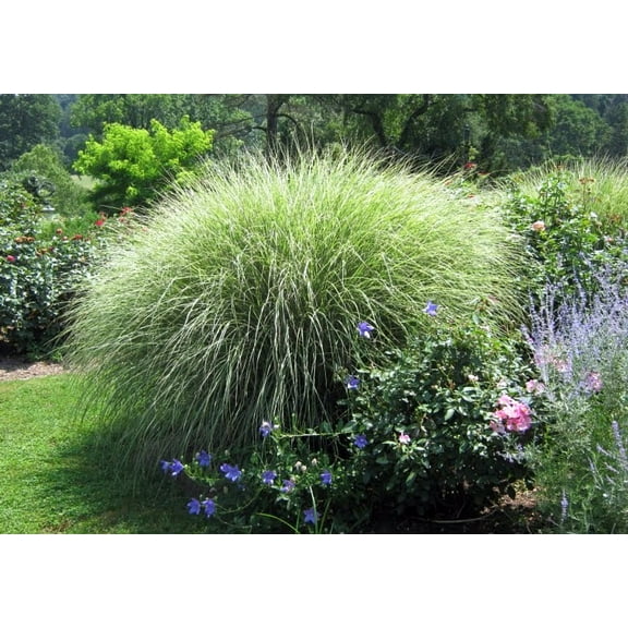Morning Light Maiden Grass Perennial - Miscanthus - 4" Pot