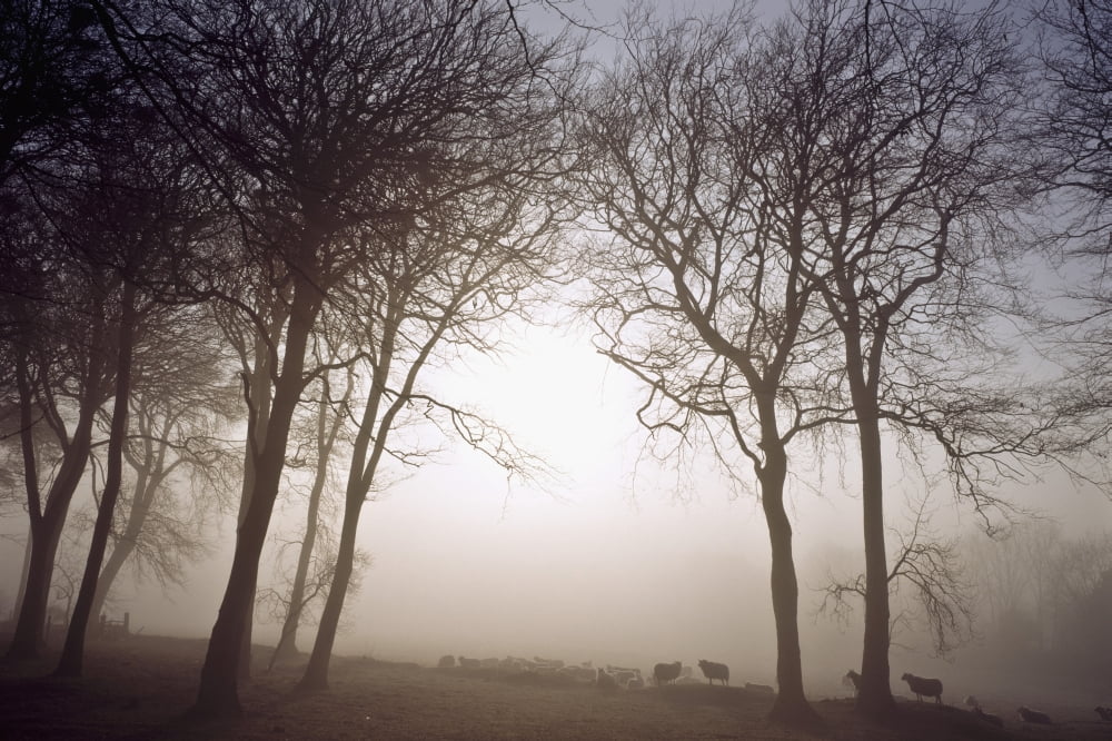 Morning Mist Co Wicklow Ireland Canvas Art - The Irish Image Collection Design Pics (18 x 12)