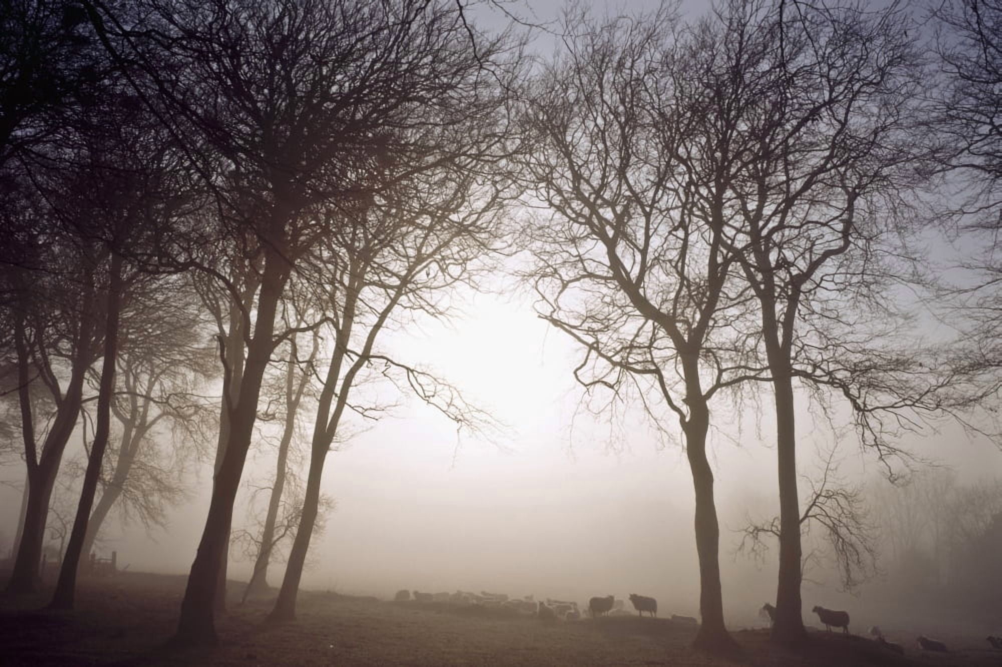 Morning Mist Co Wicklow Ireland Canvas Art - The Irish Image Collection Design Pics (36 x 24)