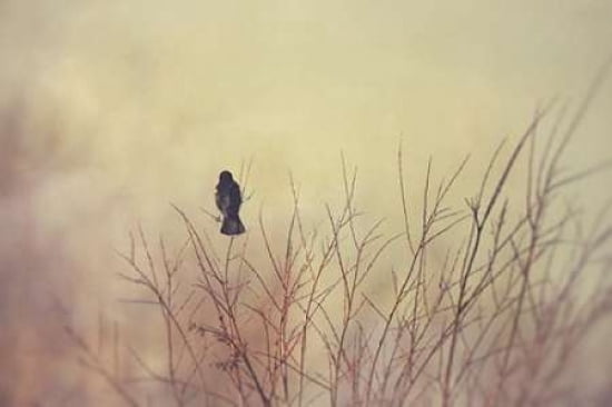Morning Observer Canvas Art - Roberta Murray (24 x 36)