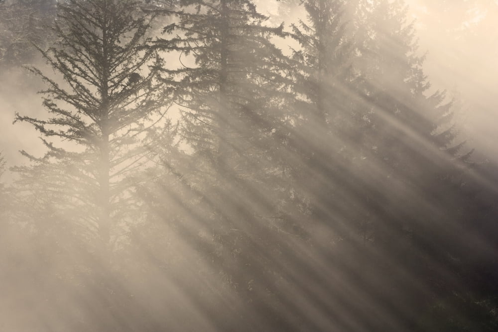 Morning Rays Shine Through The Mist And Spruce And Hemlock Trees Tongass National Forest Southeast Alaska Autumn Canvas Art - John Hyde Design Pics (34 x 22)