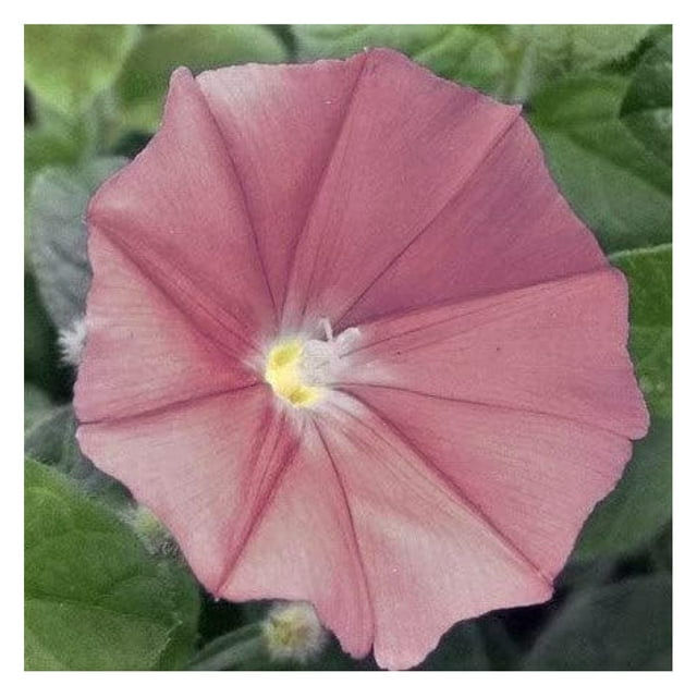 Morning Seeds Chocolate, NonGMO Seeds for Planting, 1 oz Low