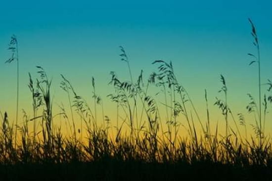 Morning Silhouette Canvas Art - Roberta Murray (24 x 36)