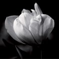thumbnail image 1 of Morning caress Poster Print by Bruno Mercier (18 x 18) # CS0261, 1 of 1